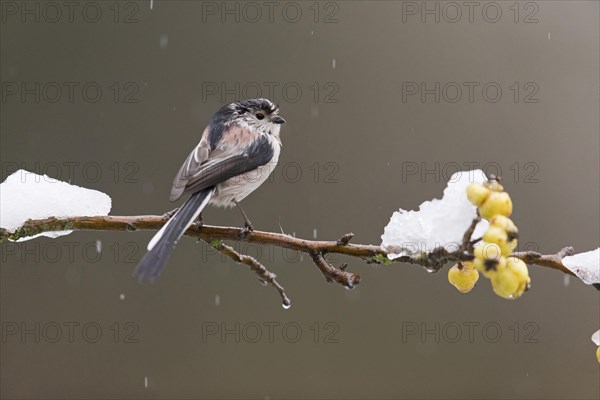 Long-tailed Tit