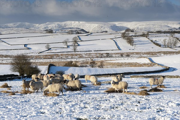 Domestic Sheep