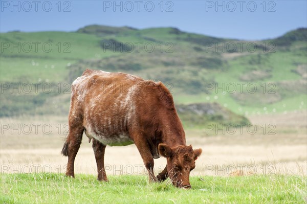 Luing cattle