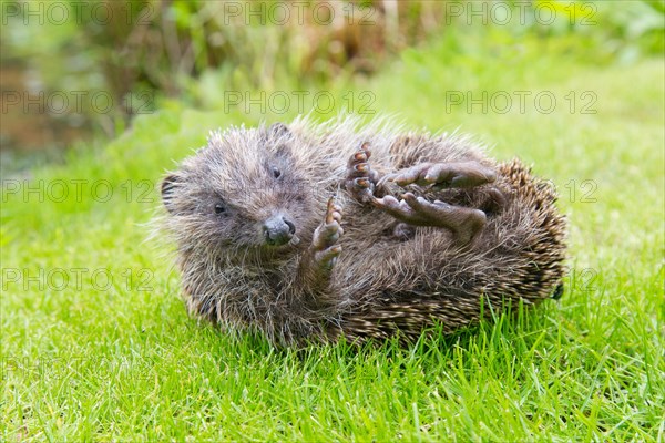 Adult Hedgehog Erinaceous europaeus uncurling on garden lawn