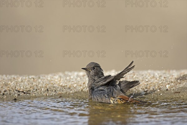 Black Redstart