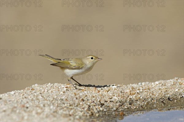 Western Bonelli's Warbler