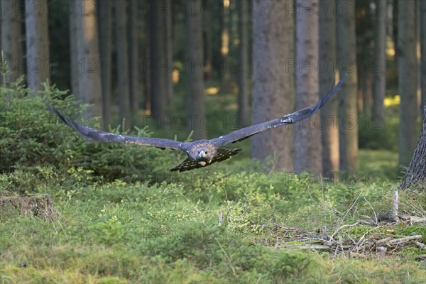 Golden Eagle