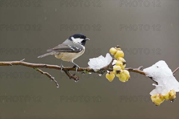 Coal Tit