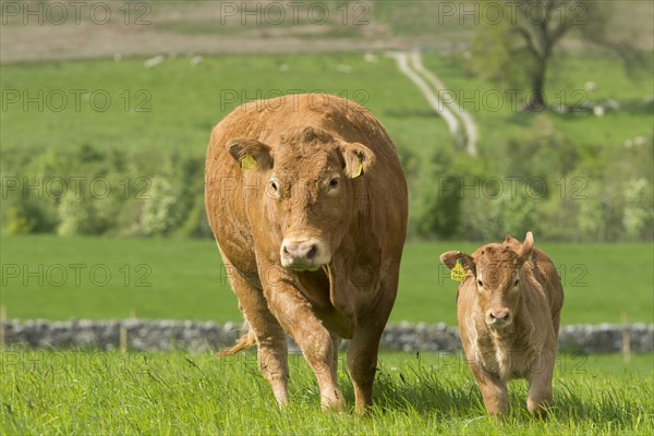 Limousin cows and calves in lush pasture