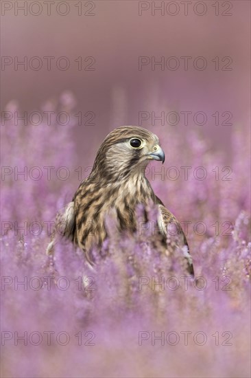 Common Kestrel
