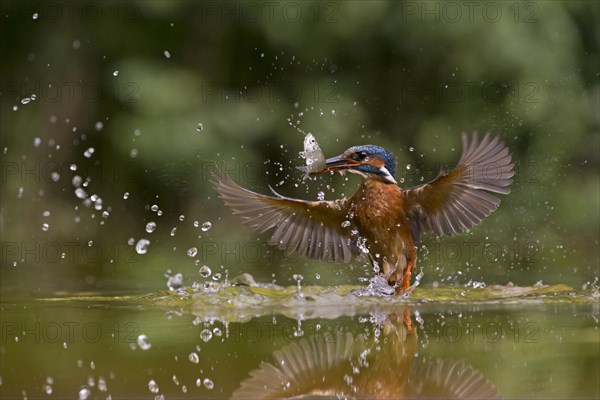Common Kingfisher