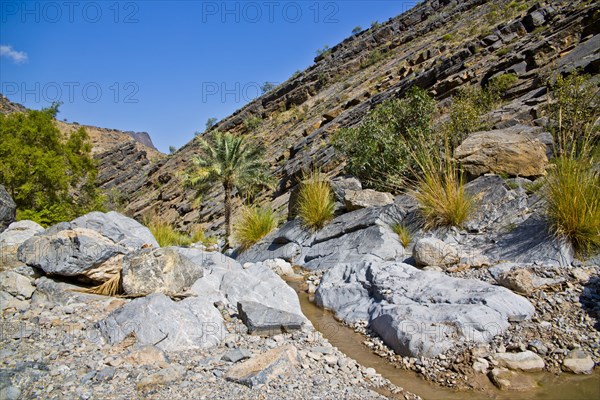 Palm Oasis