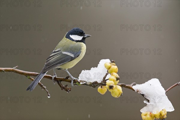 Great Tit