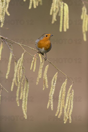 European Robin