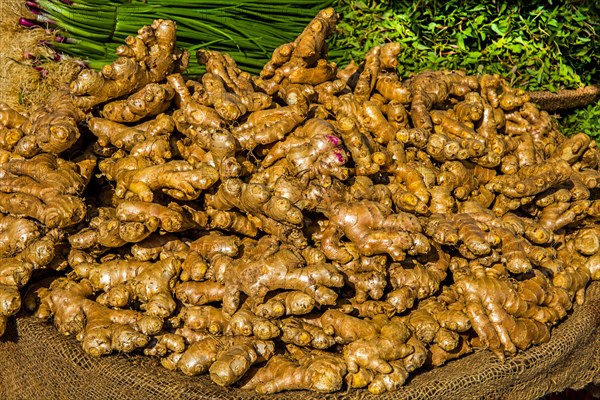 Ginger