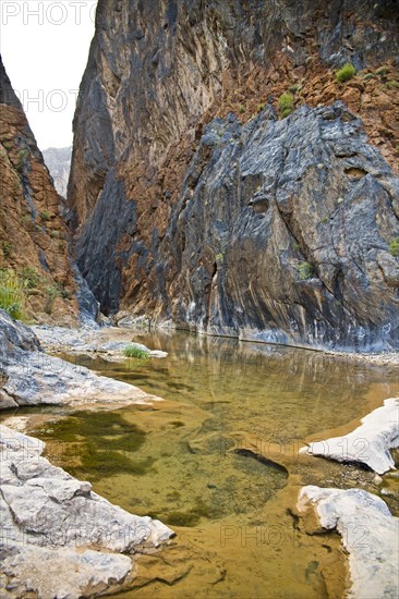 Oasis