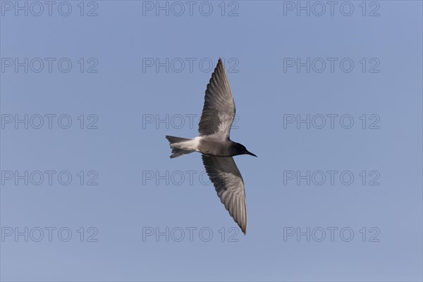 Black Tern