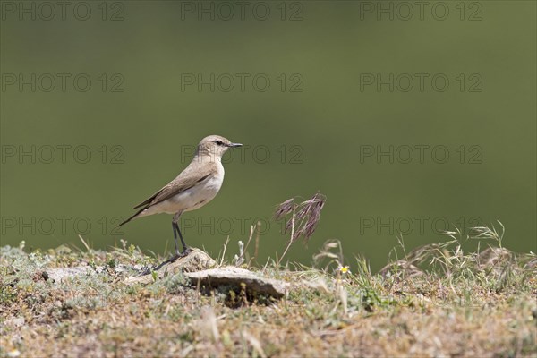 Isabelline Wheatear
