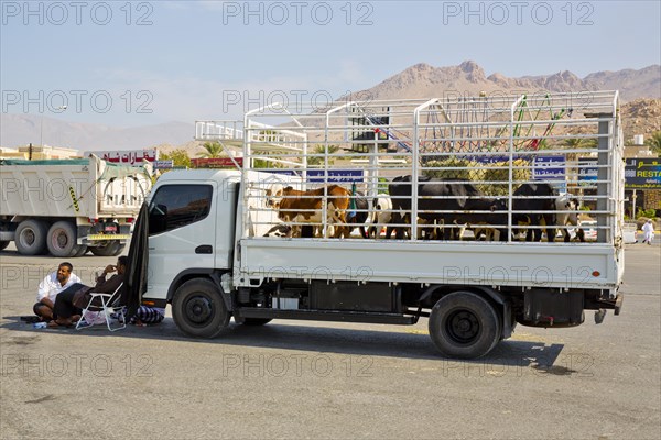 Cattle market