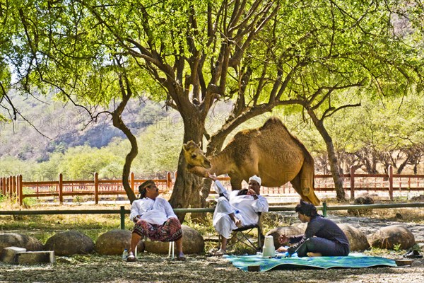 Picnic with camel visit in Wadi Darbat