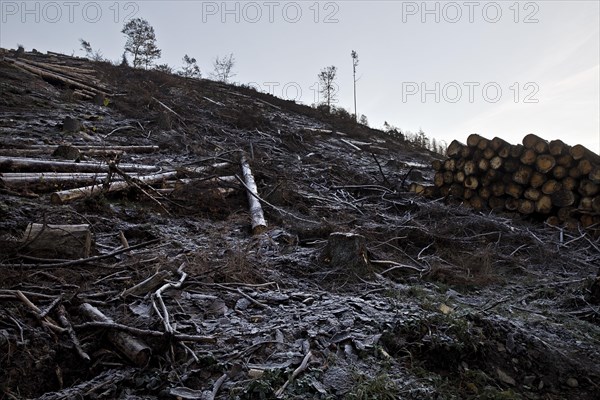 Deforested landscape covered with hoarfrost Grimminghausen