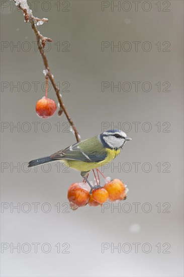 Blue Tit