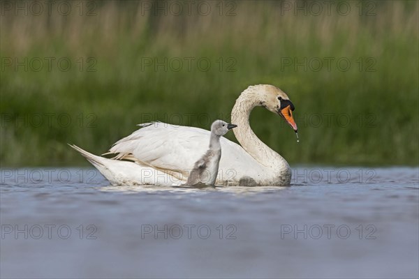 Mute Swan
