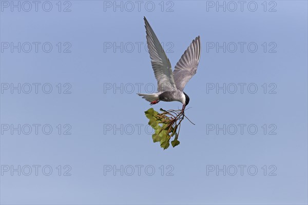 Whiskered Tern