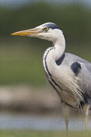 Grey Heron