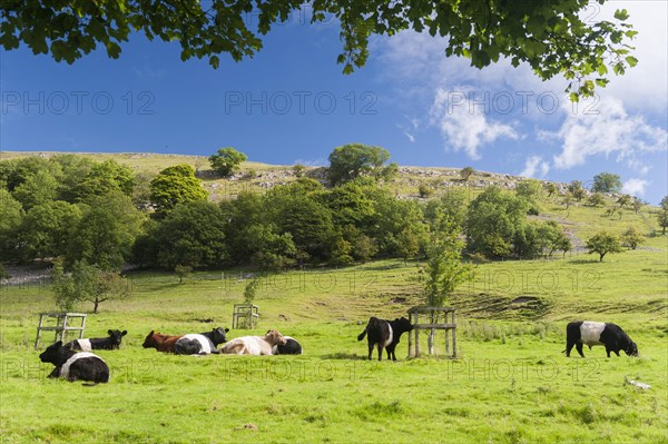 Domestic Cattle