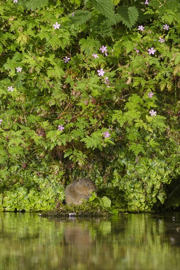Water Vole
