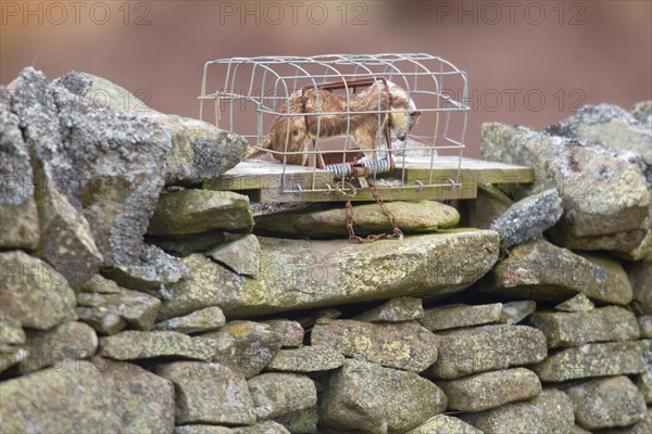 Dead Stoat