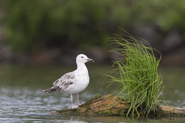 Caspian Gull