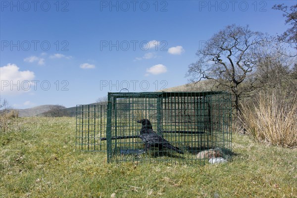Carrion Crow