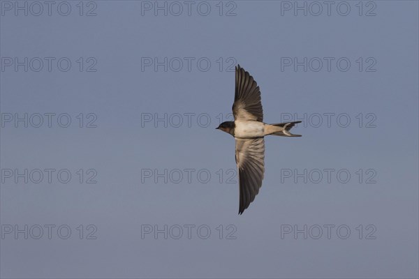 Barn Swallow