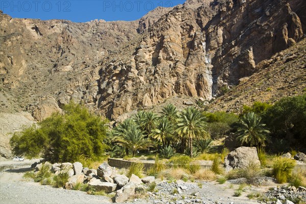 Oasis