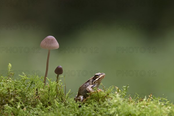 Common Frog