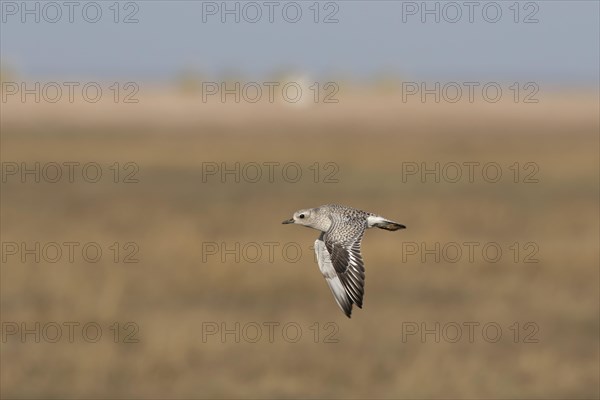 Grey Plover