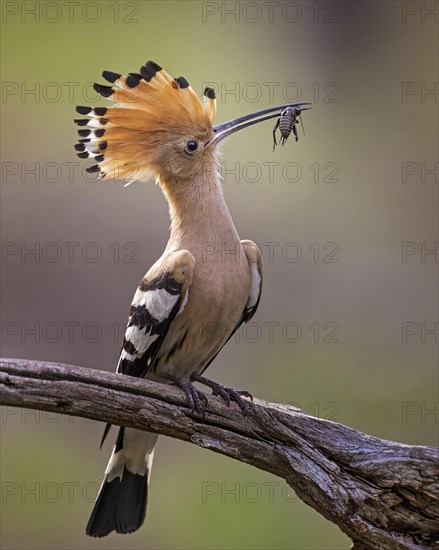 Hoopoe