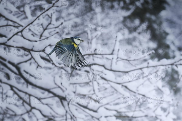 Blue tit