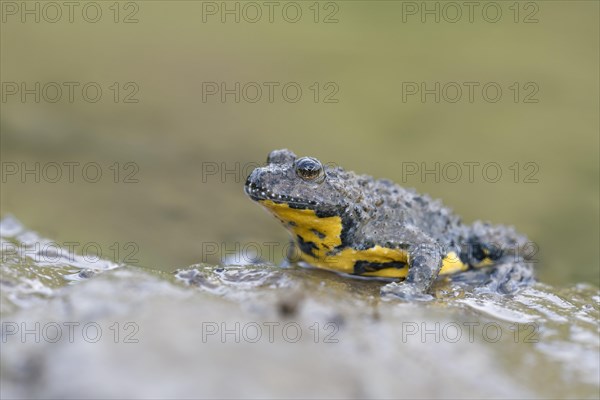 Yellow-bellied toad
