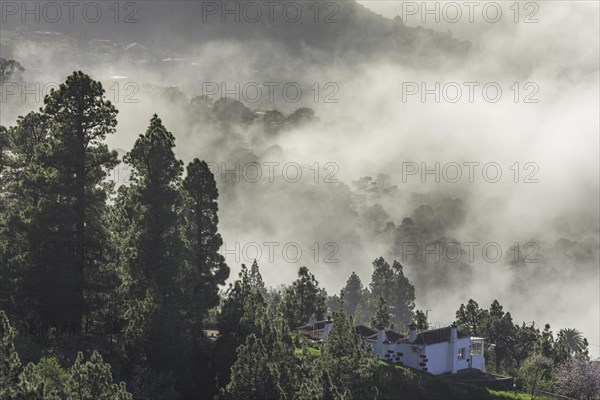 Clouds of mist drift over the forest of Canary Island canary island pine