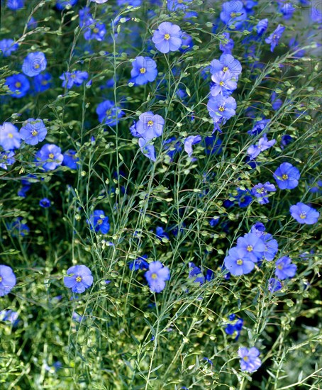 Linen