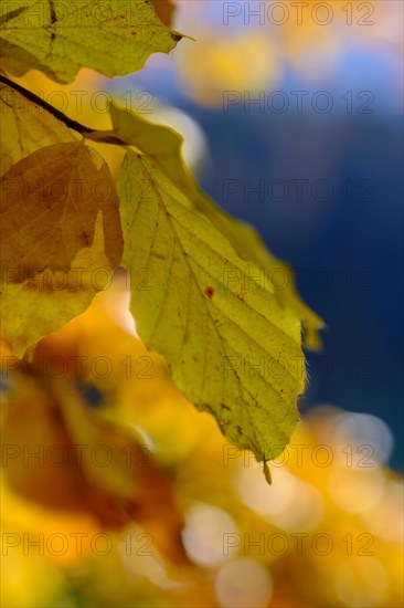 Colourful autumn leaves at Alatsee near Fuessen