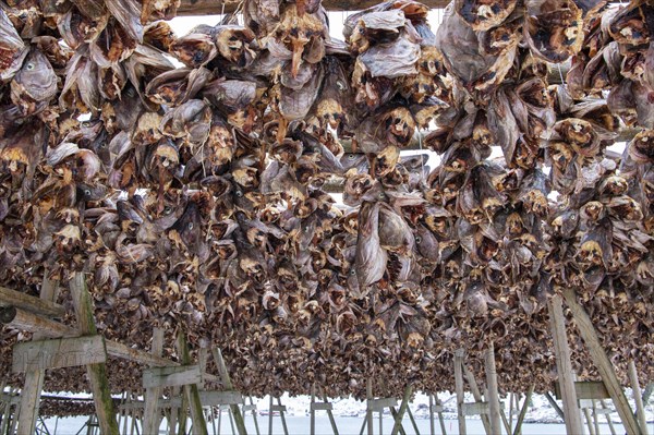 Fish heads air-dry