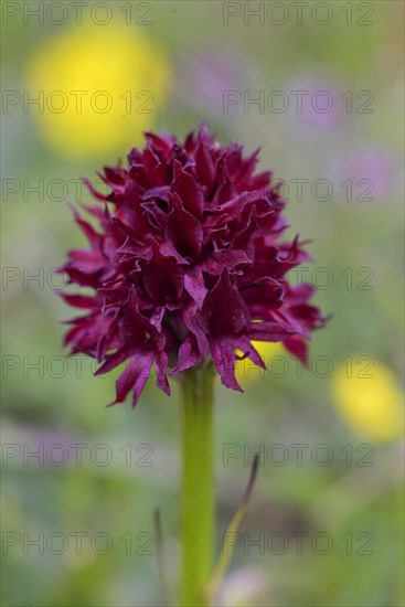 Austrian cabbage rose