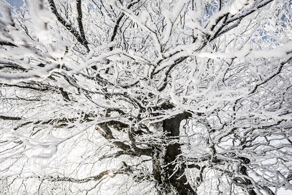 Snow-covered beech trees