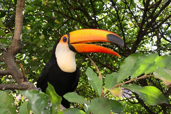 Toco toucan