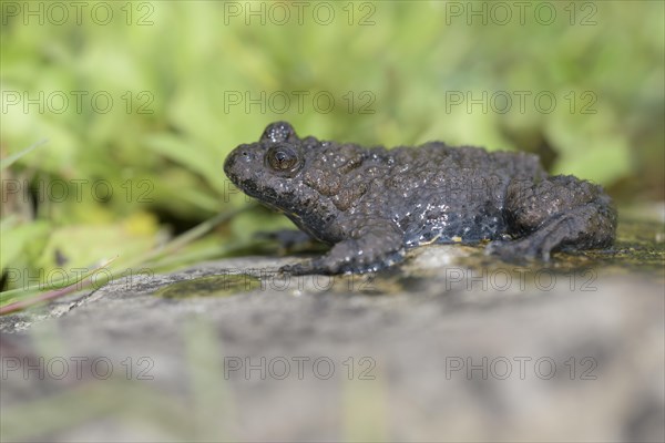 Yellow-bellied toad