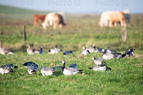 Barnacle goose