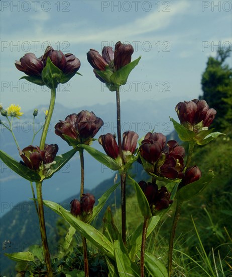 Purple gentian