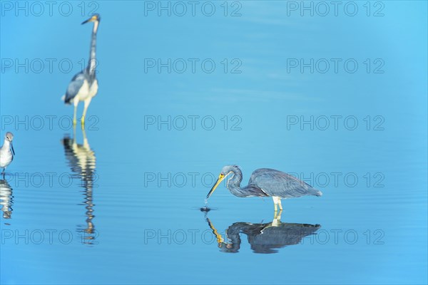 Tricolored herons