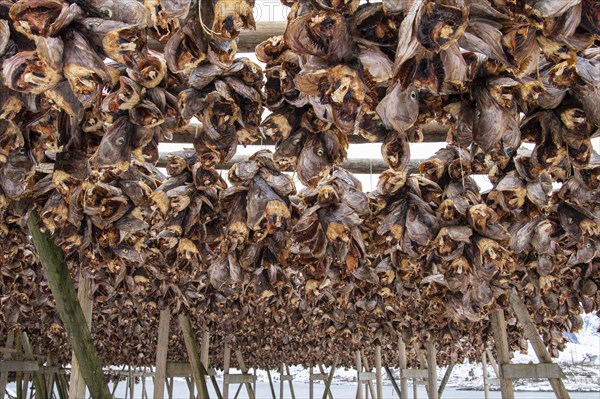 Fish heads air-dry