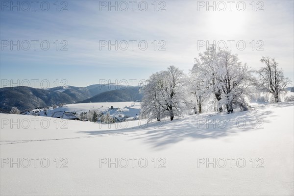 Snow-covered beech trees